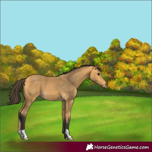 Horse Color:Buckskin 