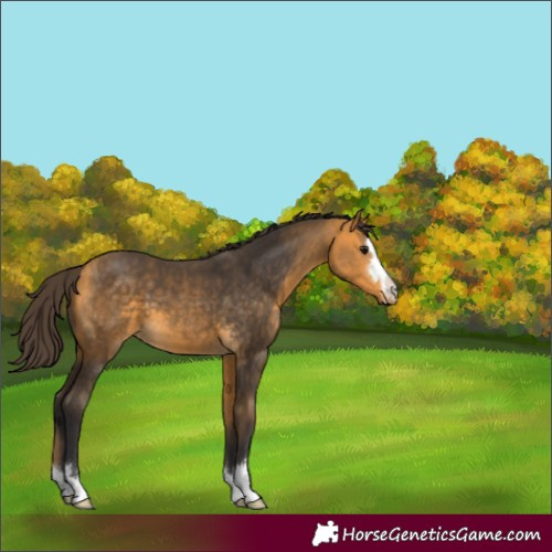 Horse Color:Buckskin 