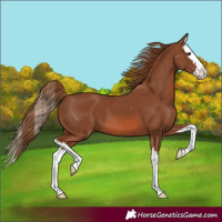 Horse Color:Chestnut Splash