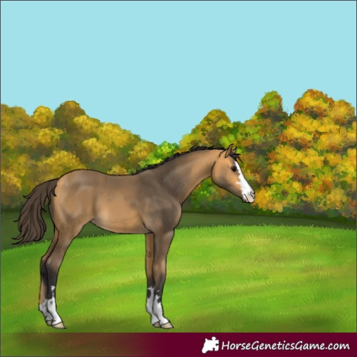 Horse Color:Buckskin 