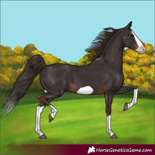 Horse Color:Liver Chestnut Splash Frame 
