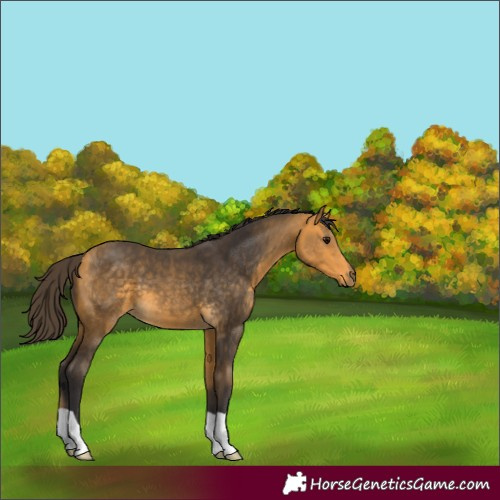 Horse Color:Buckskin 