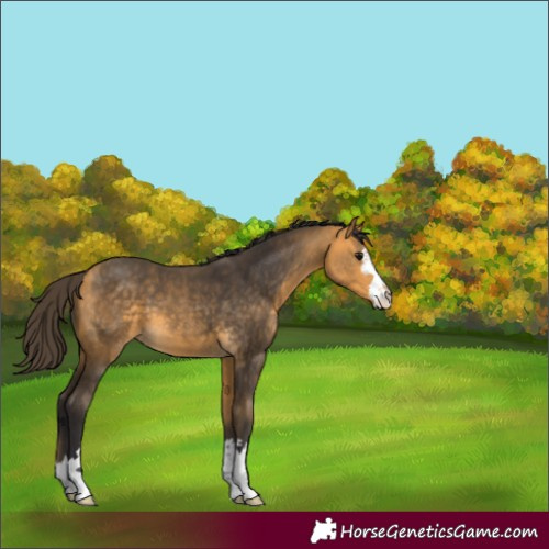 Horse Color:Buckskin 