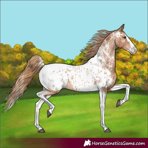Horse Color:Chestnut Splash Tobiano Near Leopard