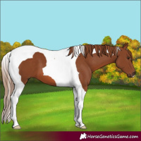 Horse Color:Chestnut Tobiano