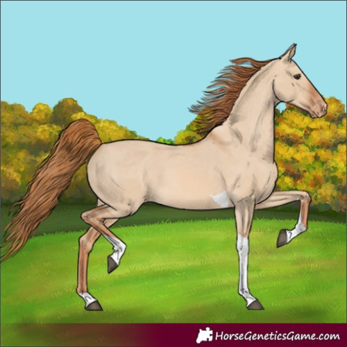 Horse Color:Red Dun Tobiano Appaloosa