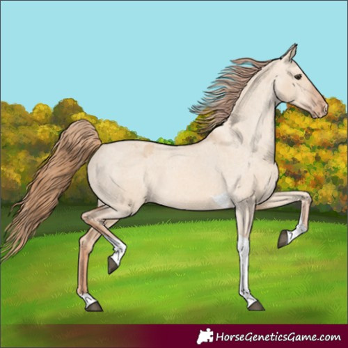 Horse Color:Red Dun Tobiano Varnish