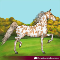 Horse Color:Palomino Appaloosa
