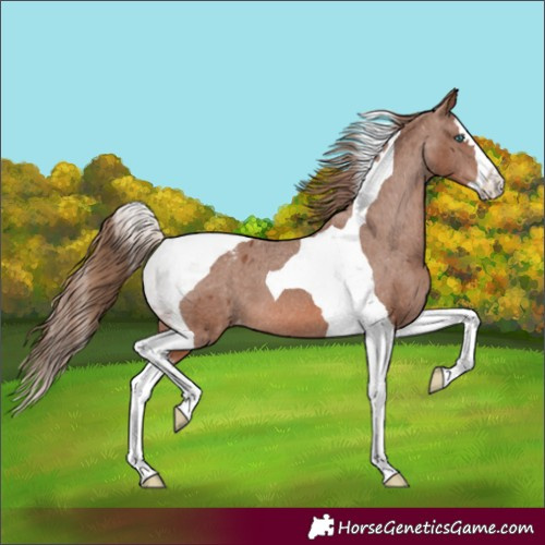 Horse Color:Chestnut Splash Tobiano Varnish