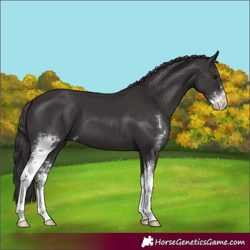 Horse Color:Smoky Black Sabino