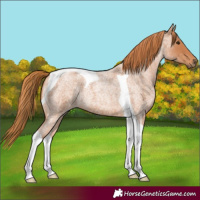 Horse Color:Red Roan Tobiano 