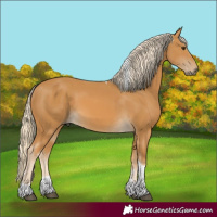 Horse Color:Palomino Tobiano 