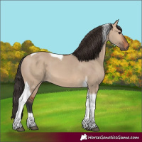 Horse Color:Bay Dun Tobiano 