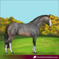 Horse Color:Gray Buckskin Roan Splash 
