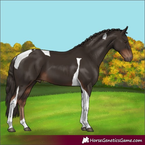 Horse Color:Liver Chestnut Tobiano 