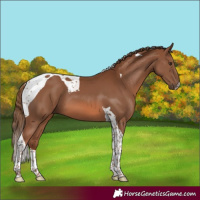 Horse Color:Chestnut Tobiano