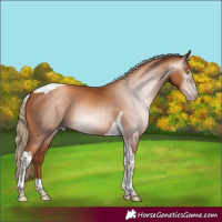 Horse Color:Gray Gold Champagne Tobiano