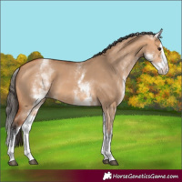 Horse Color:White Spotted Bay Dun Splash 