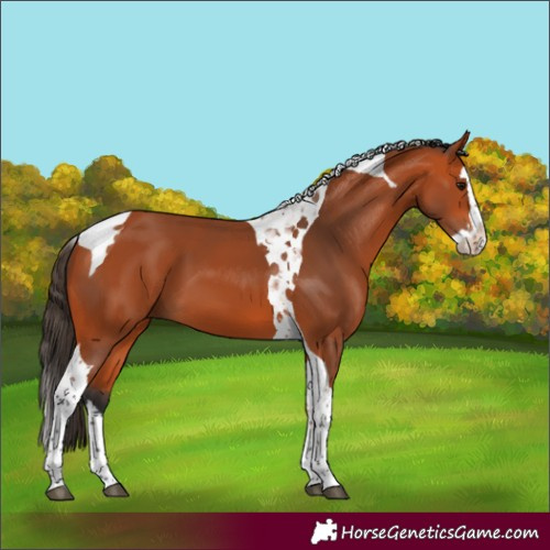 Horse Color:Bay Splash Tobiano