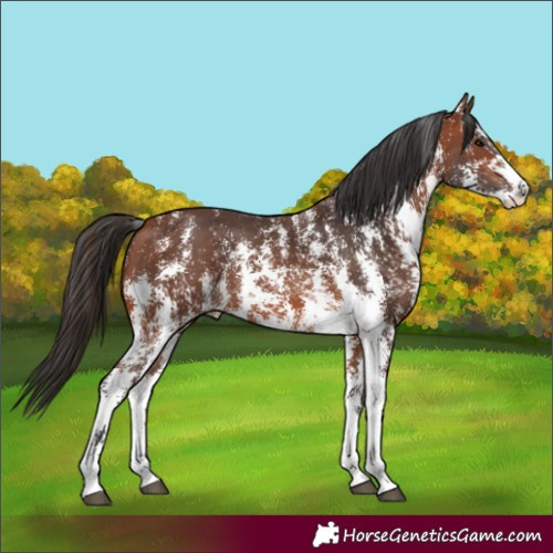 Horse Color:Bay Sabino 