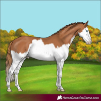 Horse Color:Chestnut Splash 