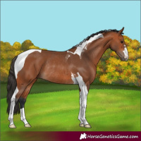 Horse Color:Bay Tobiano Rabicano 