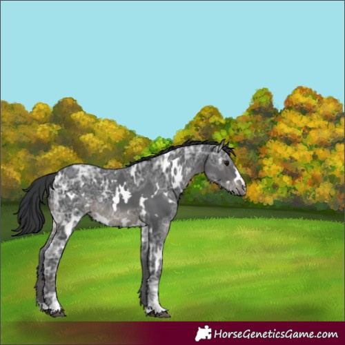 Horse Color:White Spotted Black Ice