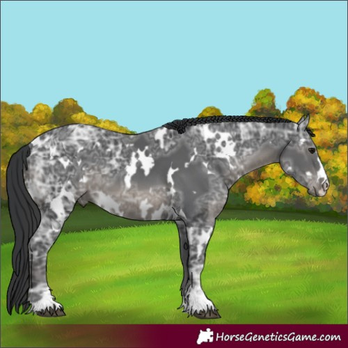 Horse Color:White Spotted Black Ice