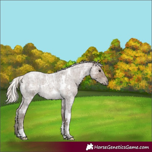 Horse Color:White Spotted Silver Blue Ice Roan 
