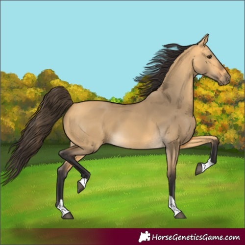 Horse Color:Buckskin Dun Tobiano 