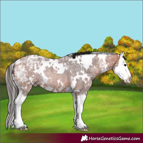 Horse Color:White Spotted Bay Ice Roan Splash Rabicano 