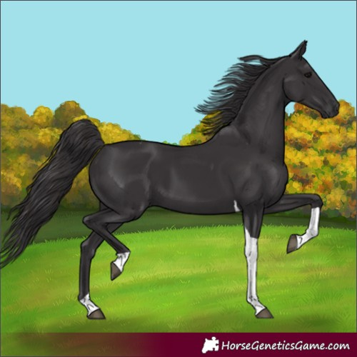 Horse Color:Smoky Black Tobiano 
