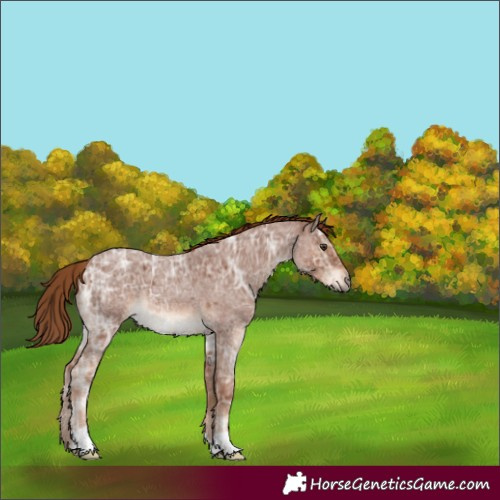 Horse Color:Red Ice Roan 