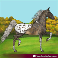 Horse Color:Silver Buckskin Tobiano Blanket