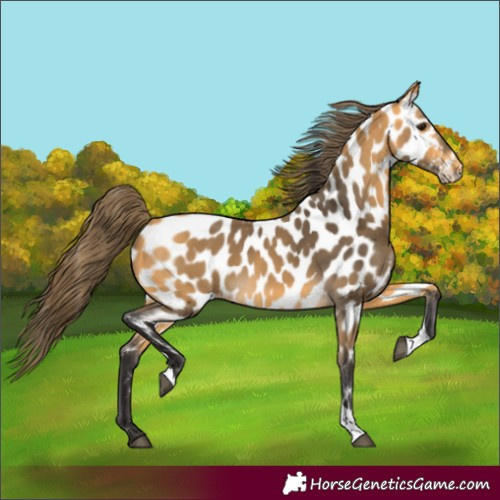 Horse Color:Buckskin Tobiano Near Leopard