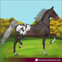 Horse Color:Silver Brown Tobiano Blanket