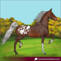 Horse Color:Silver Bay Tobiano Blanket