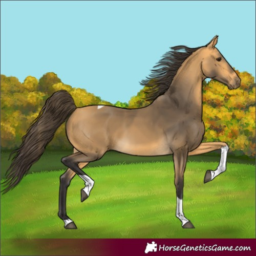 Horse Color:Buckskin Tobiano