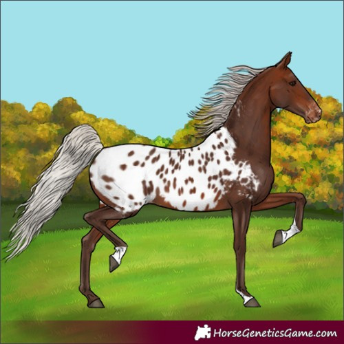 Horse Color:Silver Brown Tobiano Appaloosa 