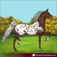 Horse Color:Silver Brown Tobiano Near Leopard 