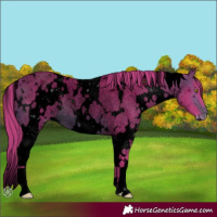 Horse Color:ERROR: UNKNOWN ANOMALY