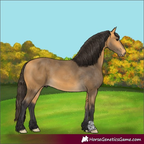 Horse Color:Buckskin 