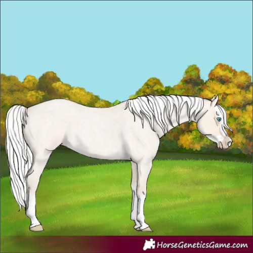 Horse Color:Silver Perlino Roan Splash 