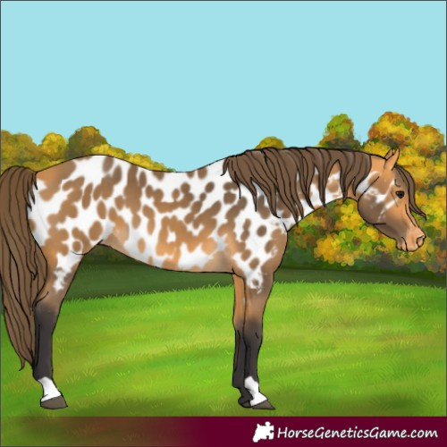 Horse Color:Buckskin Appaloosa 