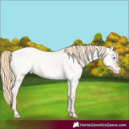 Horse Color:Perlino Roan Dun Appaloosa