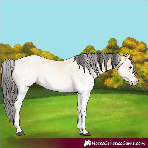 Horse Color:White Spotted Buckskin 