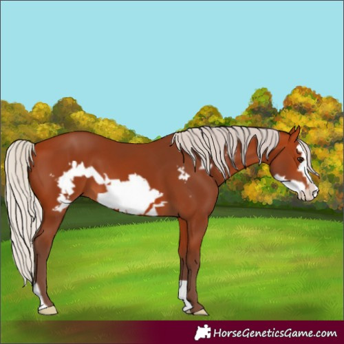Horse Color:Silver Bay Frame 
