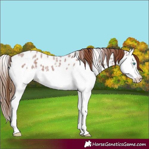 Horse Color:Red Roan Splash Appaloosa 