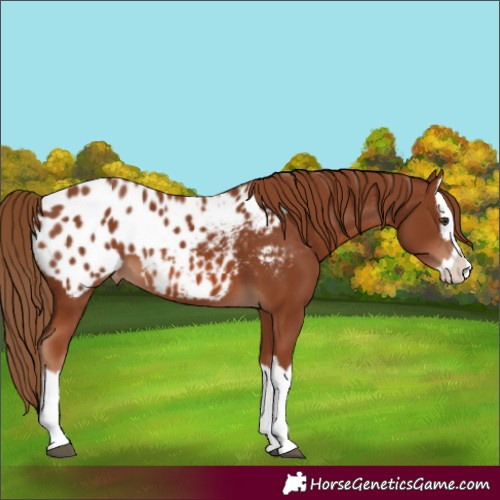 Horse Color:Chestnut Splash Appaloosa 