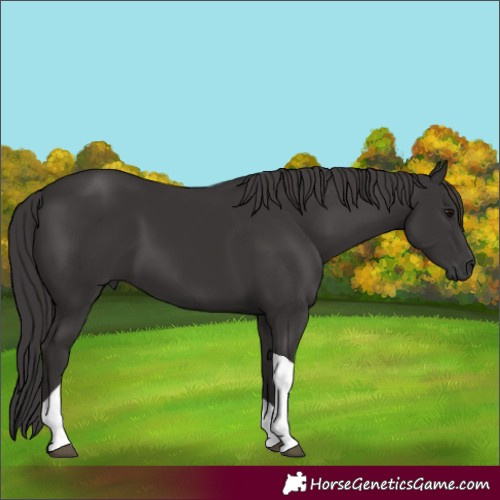 Horse Color:Smoky Black Tobiano 